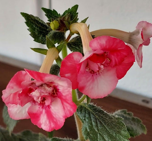 Imported Achimenes Double Flower Bulbs – Mixed Colors | Ideal for Pots and Home Garden