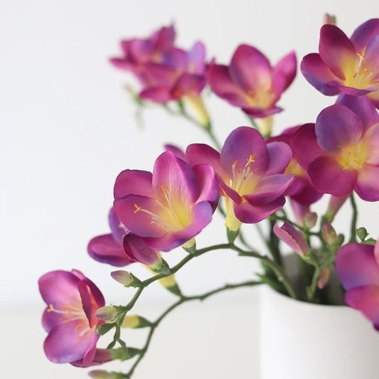 Freesia Multicolour Imported Flower Bulbs