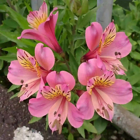 Buy Alstroemeria Flower Bulbs | Peruvian Lily Mixed Colors India
