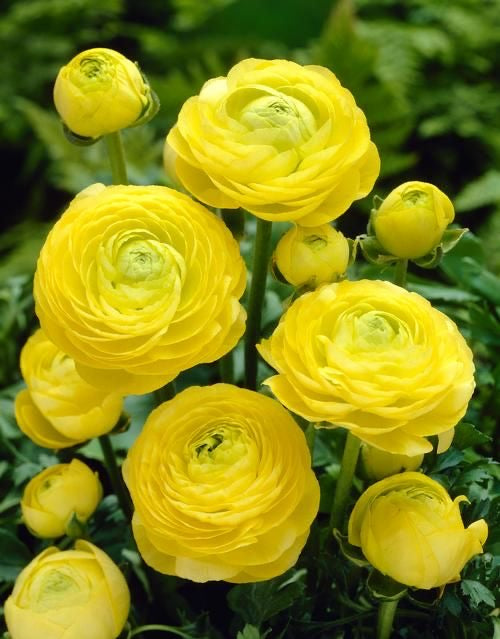 Imported Ranunculus Flower Bulbs – Pack of 2 Premium Bulbs |