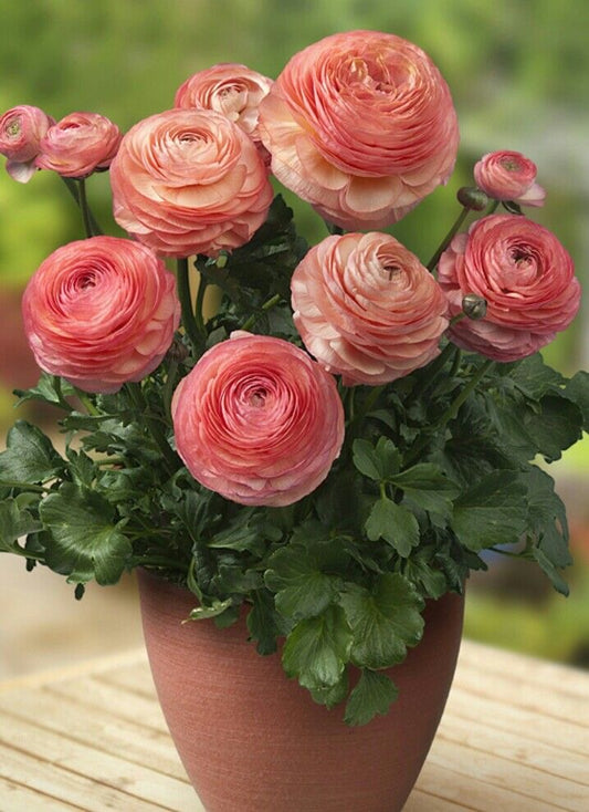 Imported Ranunculus Flower Bulbs – Premium Double Petal Spring Blooming Flowers (Pack of 10)
