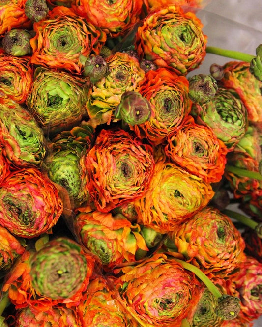 Imported Ranunculus Flower Bulbs – Pack of 2 Premium Bulbs |