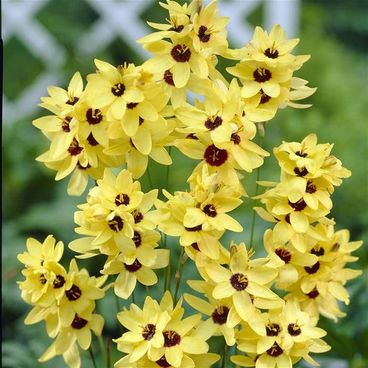 African Lily Imported Ixia Flower Bulbs – Colorful Spring Blooming Bulbs (Pack of 5)
