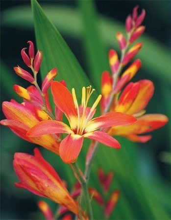 Crocosmia Buttercup Flower Bulbs – Bright Yellow Summer Blooming Bulbs (Pack of 5)