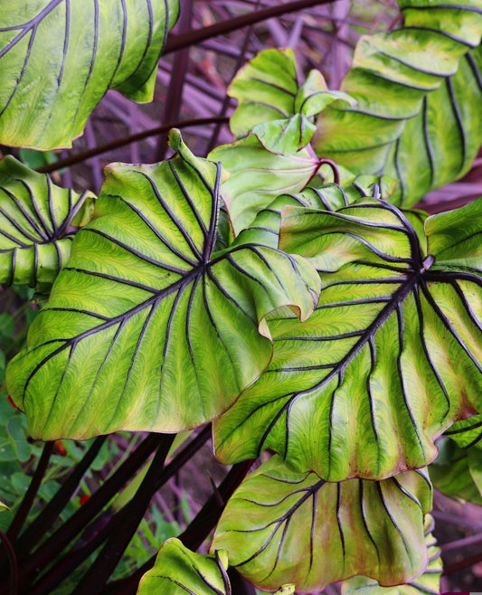 Alocasia Mix Bulbs – Pack of 5 Premium Bulbs