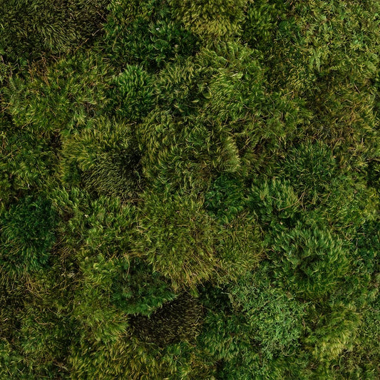 Decorative moss for home garden ground cover| live moss grass | Indoor and Outdoor Use