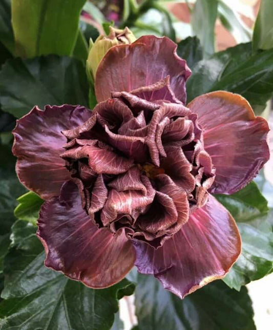 Imported Hibiscus Live Plant | Exotic Flowering Plant | Indoor & Outdoor Garden Plant