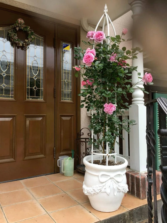 Grafted rose plant live with rare flowering blooms for home garden and balcony