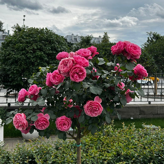 Grafted rose plant live with rare flowering blooms for home garden and balcony