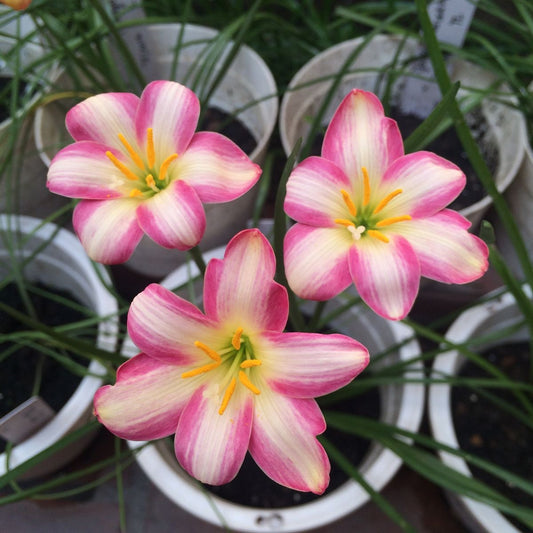 Imported Rain Lily Flower Bulbs – Mixed Colors | Zephyranthes Bulbs for Home Garden | Easy to Grow Seasonal Blooming Plants