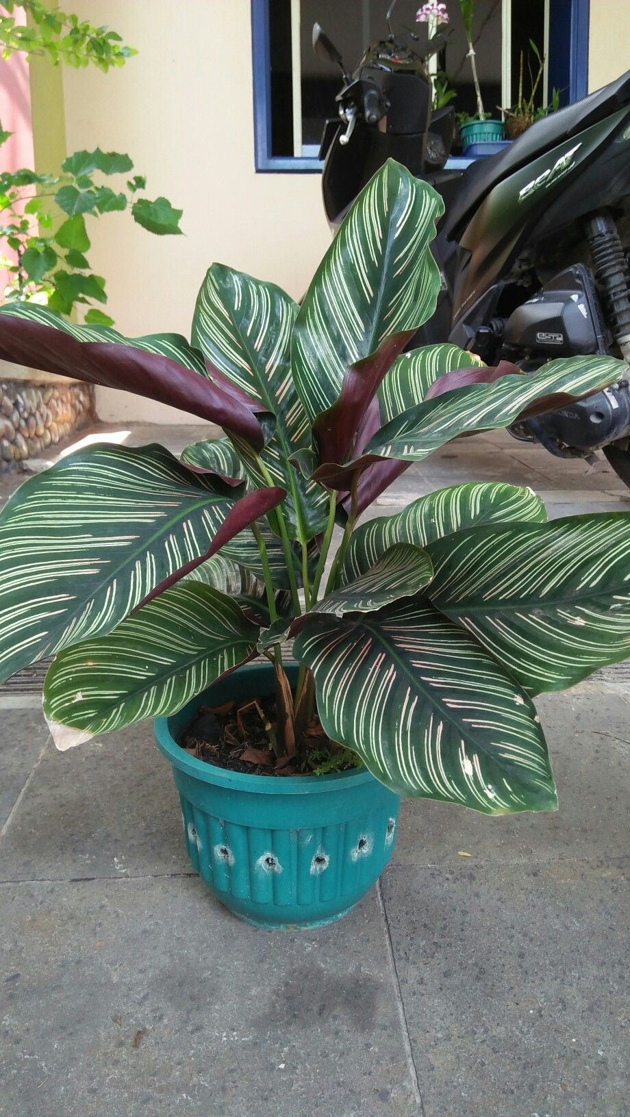 Premium Calathea Pinstripe Indoor Plant with White Striped Green Leaves in Pot – Imported Decorative Houseplant