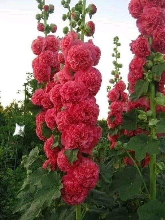 Hollyhock Double Flower Seeds – Pack of 100