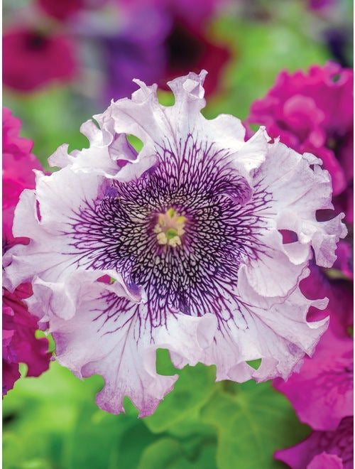 Imported American Petunia Flower Seeds – Pack of 100 Seeds | Colorful Seasonal Blooming Flowers for Garden & Hanging Pots