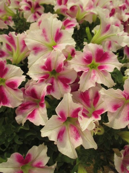 Imported American Petunia Flower Seeds – Pack of 100 Seeds | Colorful Seasonal Blooming Flowers for Garden & Hanging Pots
