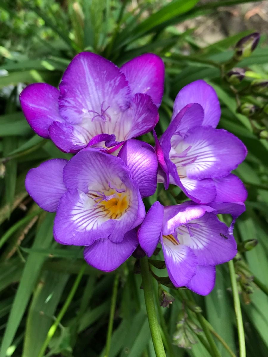 Close-up of purple flowers with green leaves in the background