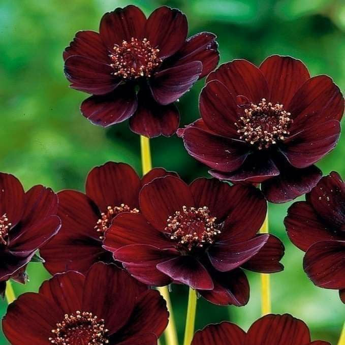 Close-up of dark purple flowers with a blurred green background