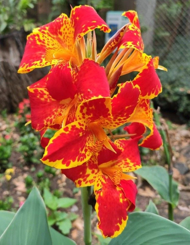 Red and yellow flower with green leaves in a garden setting