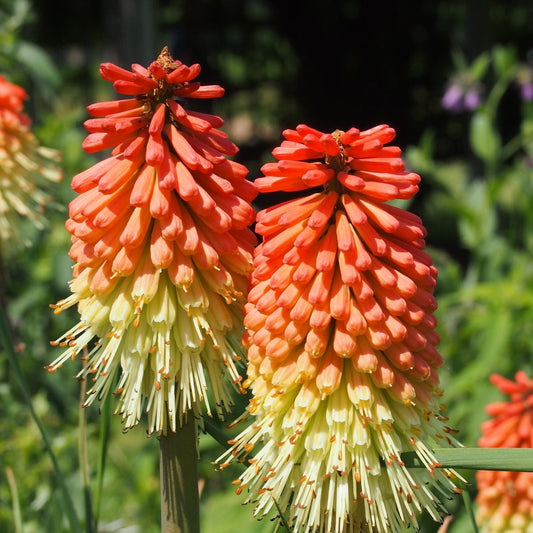 Torch Lily Flower Bulbs Pack Of 5 Bulbs