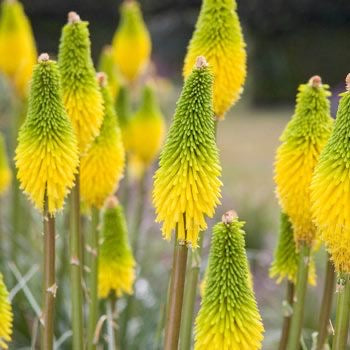 Torch Lily Flower Bulbs Pack Of 5 Bulbs