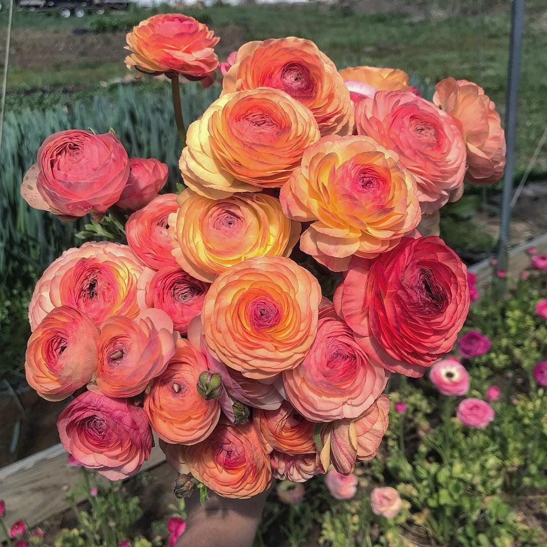 Bouquet of pink and orange flowers with a garden background