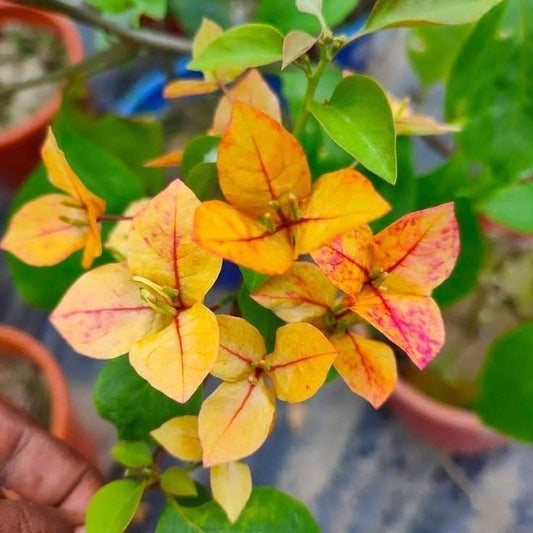 Bougainvillea Plant Pack of 1 | Live Flowering Plant for Home Garden