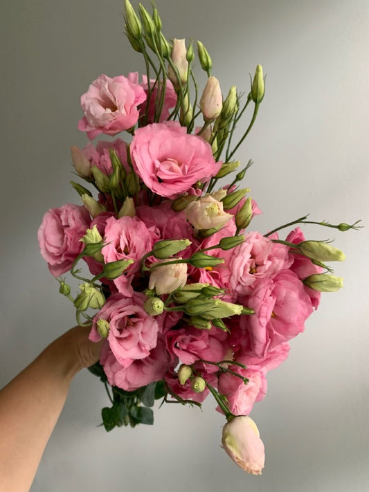 Lisianthus Plant Pack of 1 | Premium Flowering Ornamental Plant for Home Garden