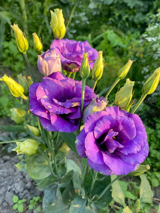 Lisianthus Plant Pack of 1 | Premium Flowering Ornamental Plant for Home Garden