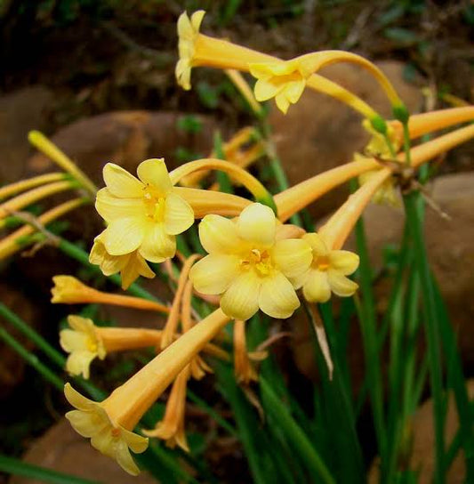 Ifafa Lily Flower Bulbs Pack of 5 Bulbs | Exotic Blooming Lily Bulbs for Home Garden