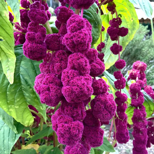 Imported Amaranthus Flower Seeds (Love-Lies-Bleeding) – Mixed Colors – Pack of 100 Seeds