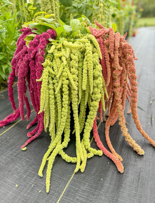 Imported Amaranthus Flower Seeds (Love-Lies-Bleeding) – Mixed Colors – Pack of 100 Seeds