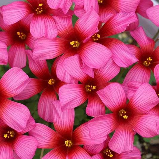 Imported Oxalis Flower Bulbs Pack of 10 Bulbs