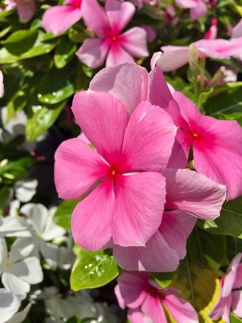 Close-up of pink flowers with green leaves in the background