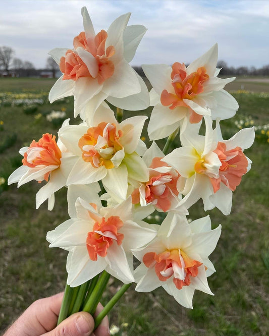 Premium Double Daffodil Flower Bulbs  Spring Blooming Perennial Garden Bulbs