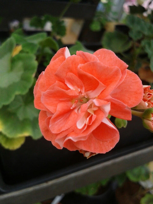 Double Geranium Flower Seeds | Colorful Double Geranium Seeds