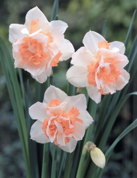 Premium Double Daffodil Flower Bulbs  Spring Blooming Perennial Garden Bulbs