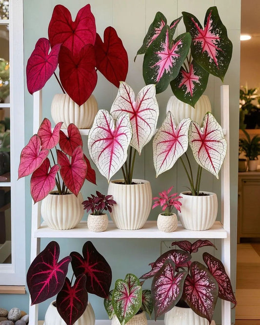 Premium Imported Caladium Flower Bulbs Pack of 5