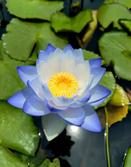 Water Lily Rhizomes Pack of 2 | Aquatic Flowering Plant for Ponds & Water Gardens