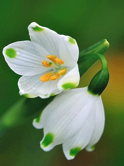 Snowdrops Flower Bulbs for Home Garden