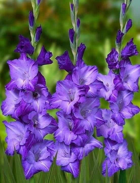 Imported Gladiolus Flower Bulbs – All Signine Bulbs