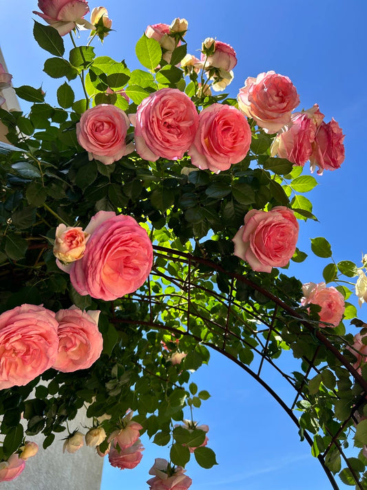 Imported English Rose Plant Pack of 1