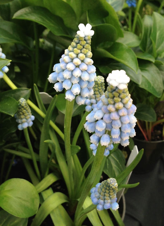 Imported Muscari Flower Bulbs | Premium Garden Flower Bulbs