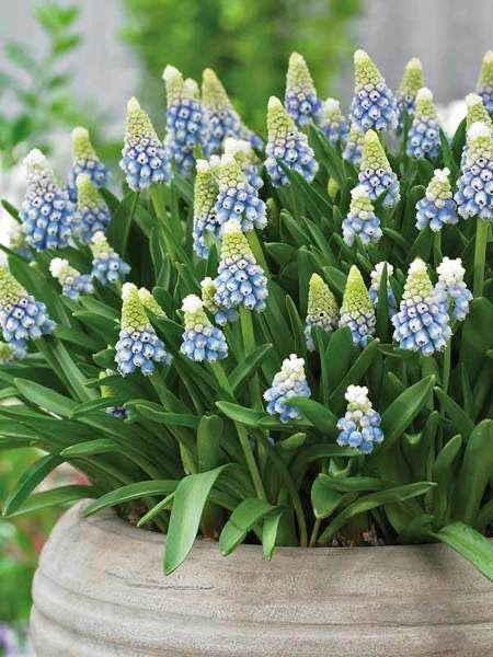 Imported Muscari Flower Bulbs | Premium Garden Flower Bulbs