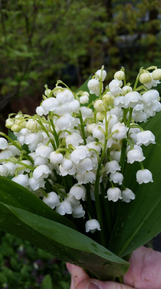 Imported Lily Of The Valley Flower Bulbs | Premium Spring Blooming Bulbs