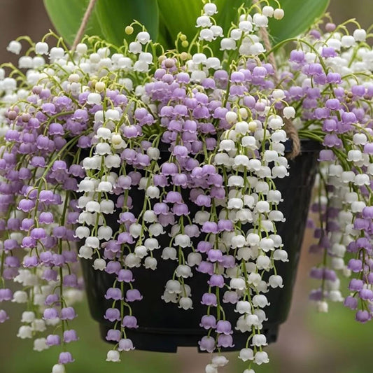 Imported Lily Of The Valley Flower Bulbs | Premium Spring Blooming Bulbs