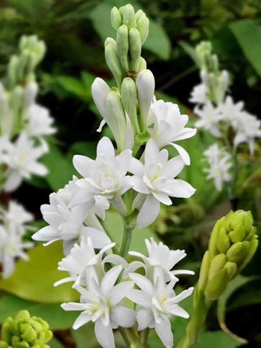Imported Double Rajnigandha Flower Bulbs Pack of 5 Large Size Bulbs