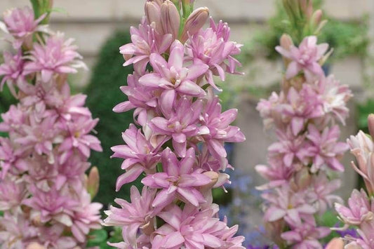 Imported Double Rajnigandha Flower Bulbs Pack of 5 Large Size Bulbs