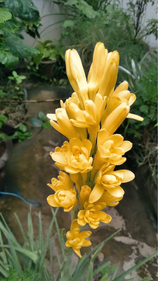 Imported Double Rajnigandha Flower Bulbs | Pack of 2 Bulbs