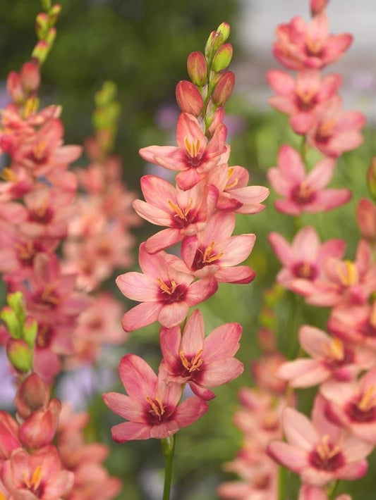 Imported African Lily Ixia Flower Bulbs