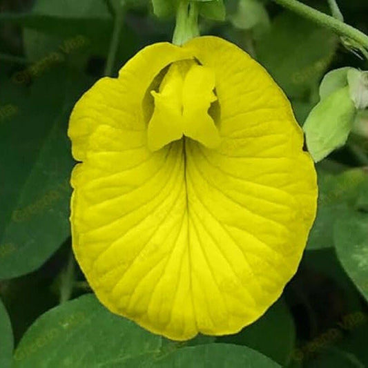 Live Aparajita Flower Plant (Pack of 1)