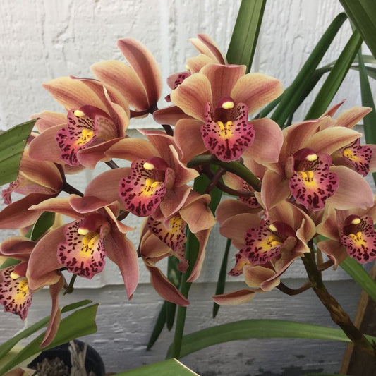 Premium Live Cymbidium Orchid Plant - Exotic Multi-Blooming Outdoor & Indoor Flower Plant